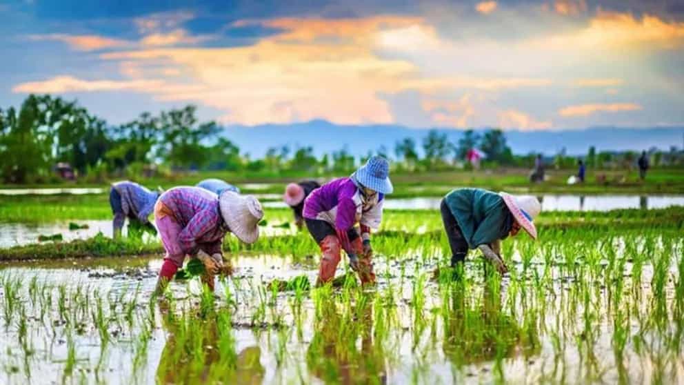 پرورش برنج در ایران چگونه است؟