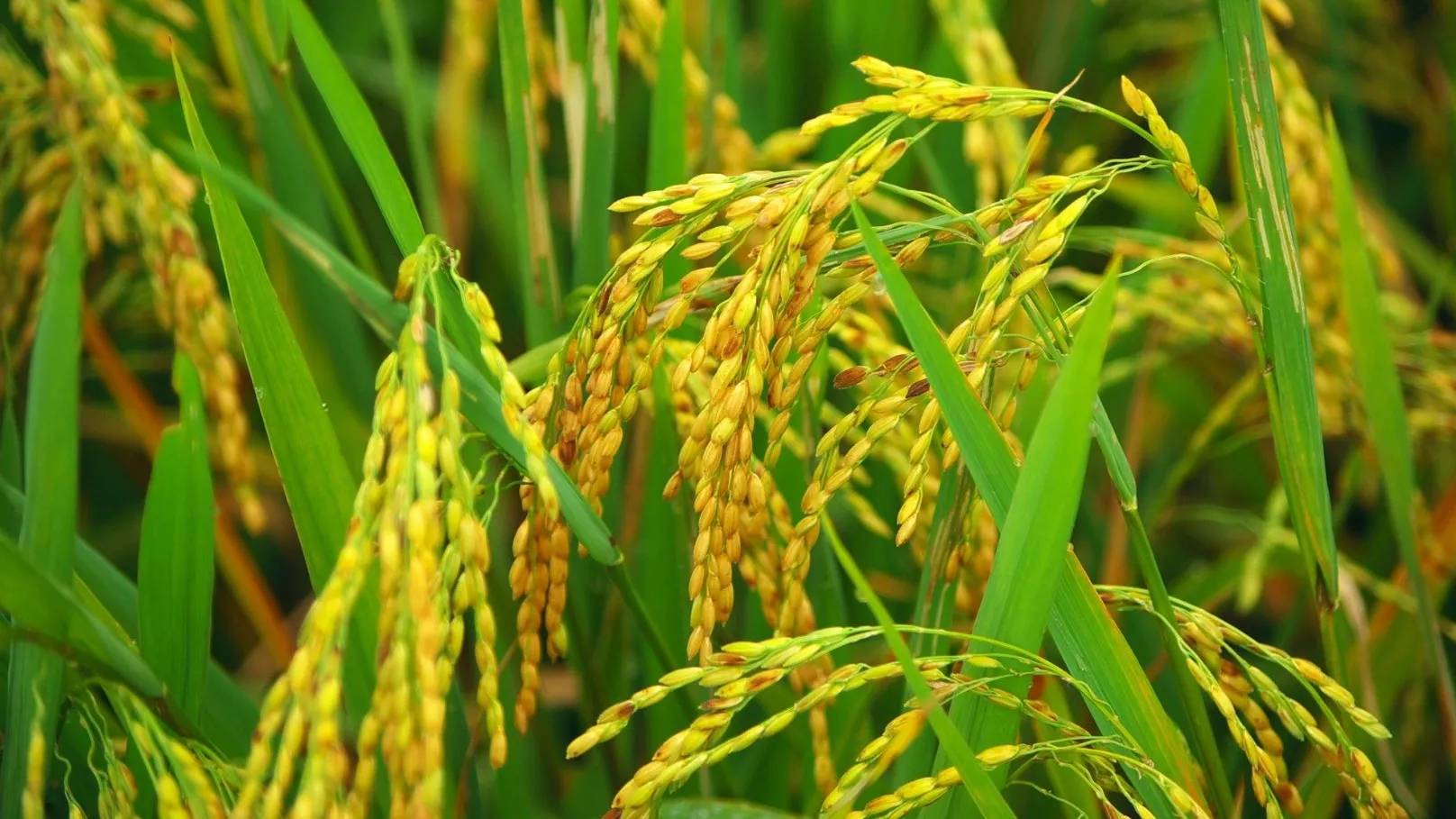 Adli rice trading