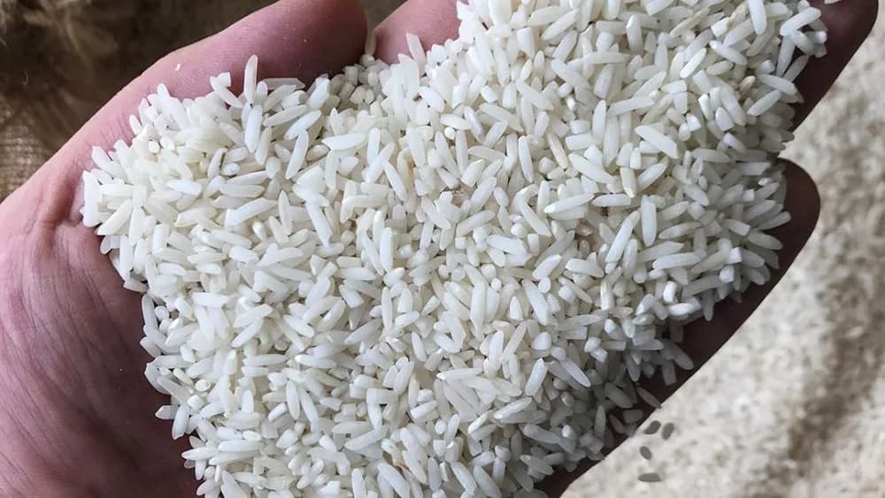 عرضه برنج سرلاشه هاشمی آبخوان